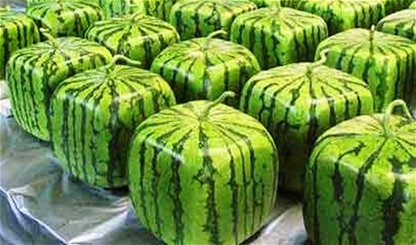 square melons